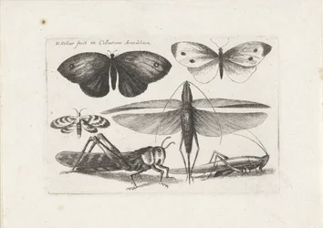 Saltamontes y mariposas
Insectos (título de la serie)
Muscarum Scarabeorum (título de la serie)