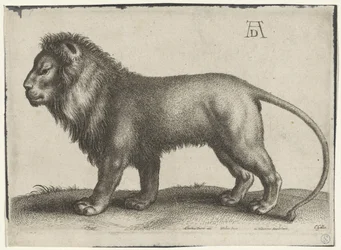león de pie
