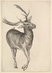 Ciervo, 1625-77