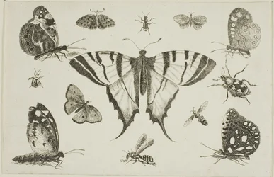Mariposa macaón y otros doce insectos