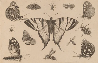 Mariposa macaón y otros doce insectos.