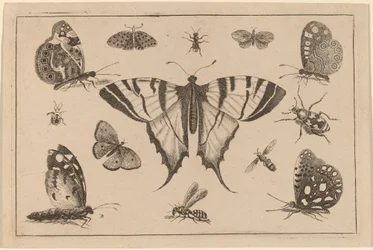 Mariposa macaón y otros doce insectos