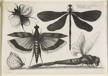 El conjunto de mariposas, uno de doce, 1646