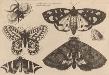 Tres polillas, dos mariposas y un abejorro, 1646