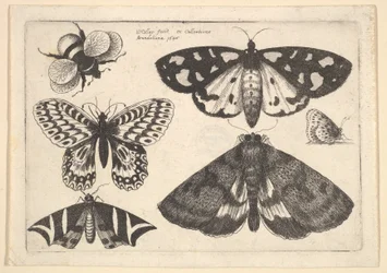 Tres polillas, dos mariposas y un abejorro