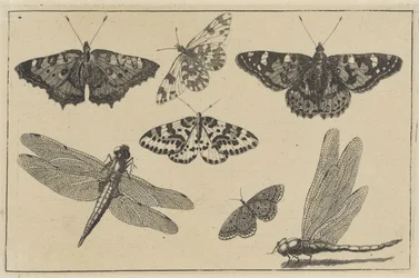 Dos libélulas y cinco mariposas Varios insectos (título de la serie) Diversae Insectorum (título de la serie)