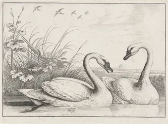 dos cisnes Especies de Diversae avium (título de la serie) Aves diferentes (título de la serie)