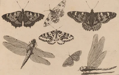Dos libélulas y cinco mariposas