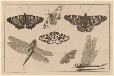 Dos libélulas y cinco mariposas