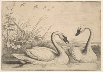 Dos cisnes, 1654-58