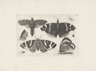 Cuatro mariposas, una polilla, dos escarabajos y una mosca