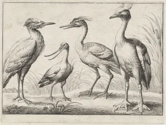 cuatro aves zancudas Aves diferentes (título de la serie)