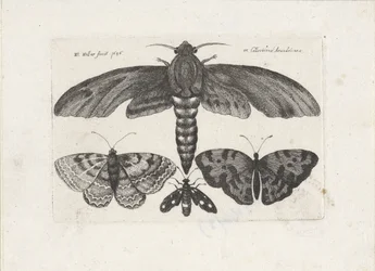 Mariposas y una polilla Insectos (título de la serie) Muscarum Scarabeorum (título de la serie)