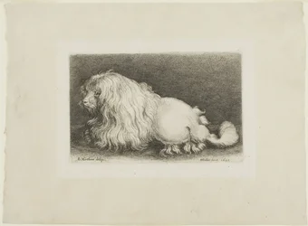 Perro blanco