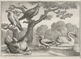 Cisne, pollo con pollitos y otras aves. Aves diferentes (título de la serie)