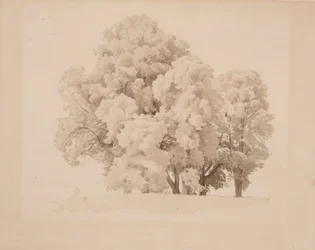 Grupo de árboles frondosos