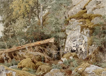 Roca musgosa en el bosque