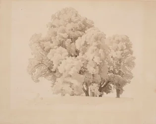 Grupo de árboles frondosos