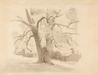 Parte inferior de madera dura antigua