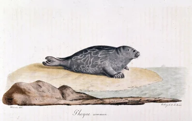 Foca común