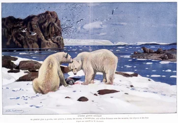 Océano Ártico con dos osos polares, morsas y aves (gaviotas, alkyons y bobos). Basado en una acuarela de W. Kuhnert