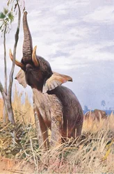 Elefante Africano, ilustración de Fauna del Mundo, c.1910