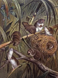 Ratones enanos africanos