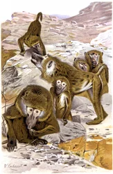 Babuinos