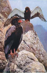 Águila Bateleur, ilustración de Fauna del Mundo, c.1910