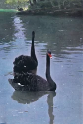 Cisne negro, ilustración de Fauna silvestre del mundo, hacia 1910