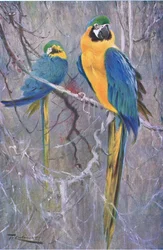 Guacamayo azul y amarillo, de Fauna del Mundo publicado por Frederick Warne & Co, c.1900