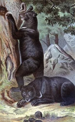 Osos pardos, c.1884 (cromo)