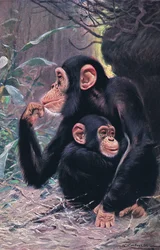 Chimpancé, ilustración de Fauna del Mundo, c.1910