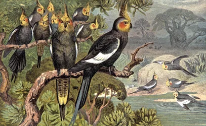 Cacatúa, c. 1910