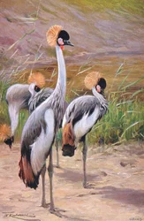 Grulla Coronada, ilustración de Fauna del Mundo, c.1910