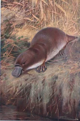 Ornitorrinco, ilustración de Fauna del Mundo, c.1910