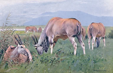 Eland, ilustración de Fauna del Mundo, c.1910