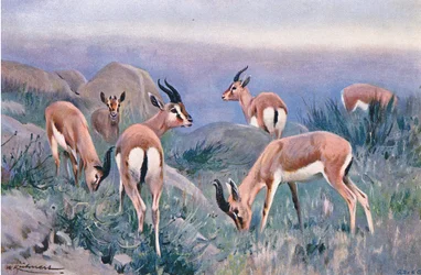 Gacela, de Fauna del Mundo publicado por Frederick Warne & Co, c.1900