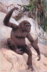 Gorila, ilustración de Fauna del Mundo, c.1910