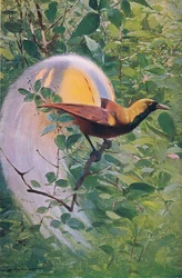 Ave del paraíso mayor, ilustración de ’Fauna silvestre del mundo’, c. 1910