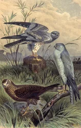 Aguiluchos, c.1910 (ilustración)