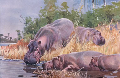 Hipopótamo, ilustración de Fauna del Mundo, c.1910