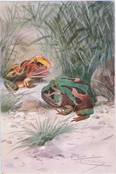 Rana cornuda, de Fauna del Mundo publicado por Frederick Warne & Co, c.1900