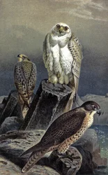 Halcón de caza, c.1910 (ilustración)