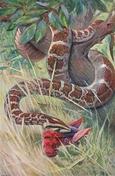 Pitón indio, de Fauna del Mundo publicado por Frederick Warne & Co, c.1900