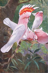 Cacatúa de Leadbeater, ilustración de Fauna del Mundo, c.1910