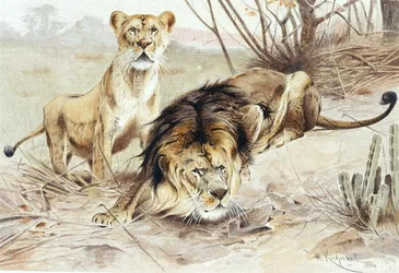 León, lámina de "Brehms Tierleben: Allgemeine Kunde des Tierreichs", vol.1, p.453, publicado por Bibliographisches Institut