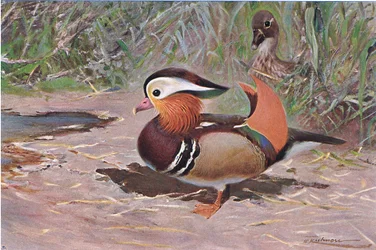Pato mandarín, de Fauna del Mundo publicado por Frederick Warne & Co, c.1900