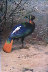 Monal, de Fauna del Mundo publicado por Frederick Warne & Co, c.1900