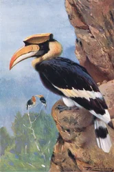 Cálao pío, de Fauna del Mundo publicado por Frederick Warne & Co, c.1900